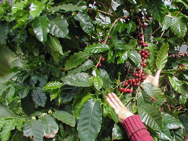 Kaffeepflanzen im Gewächshaus