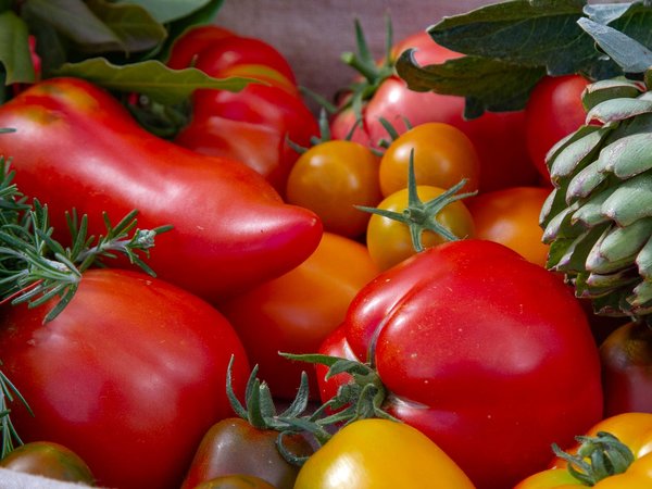 Tomaten Sorten im Gewächshaus